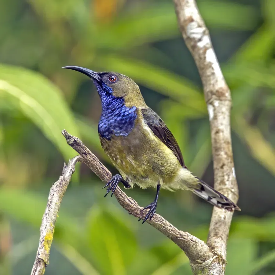 File:Príncipe sunbird (Anabathmis hartlaubii) male 2.jpg