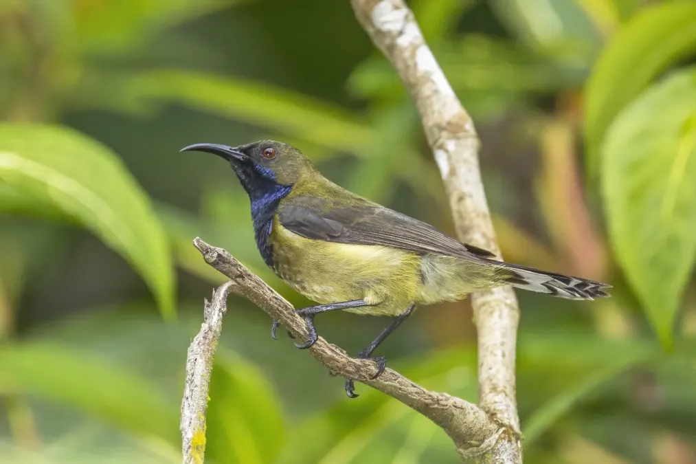 File:Príncipe sunbird (Anabathmis hartlaubii) male 3.jpg