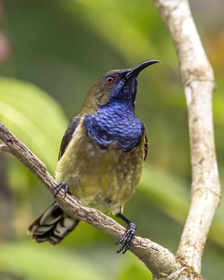 File:Príncipe sunbird (Anabathmis hartlaubii) male.jpg