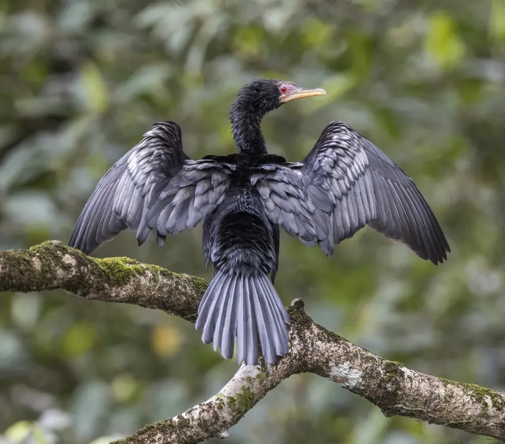 File:Reed cormorant (Microcarbo africanus) Sao Tome.jpg