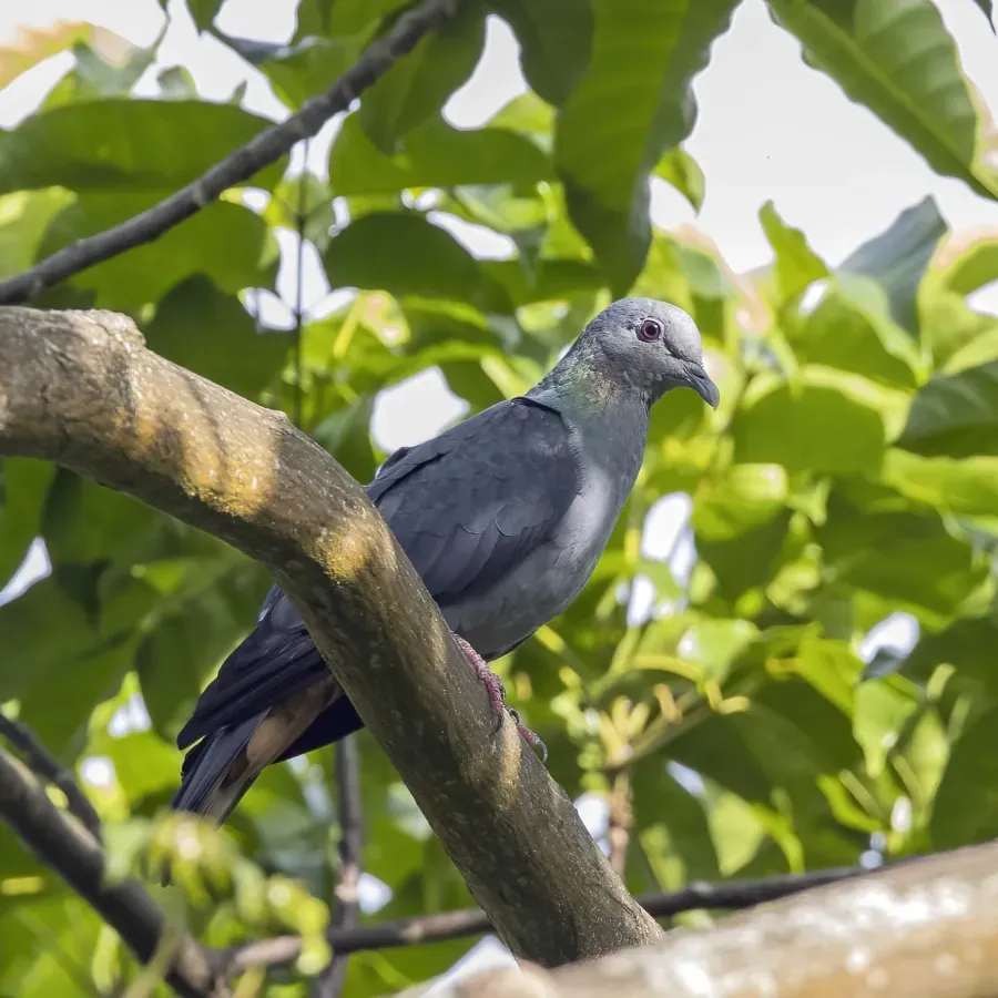 File:São Tomé bronze-naped pigeon (Columba malherbii) male.jpg