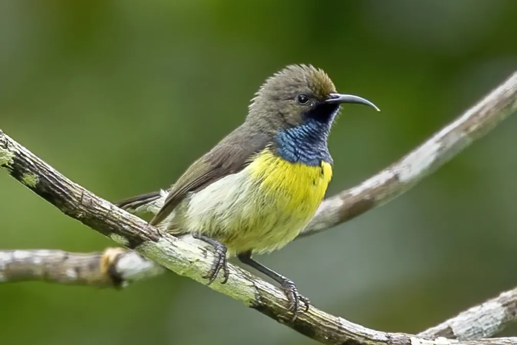 File:São Tomé sunbird (Anabathmis newtonii) male.jpg