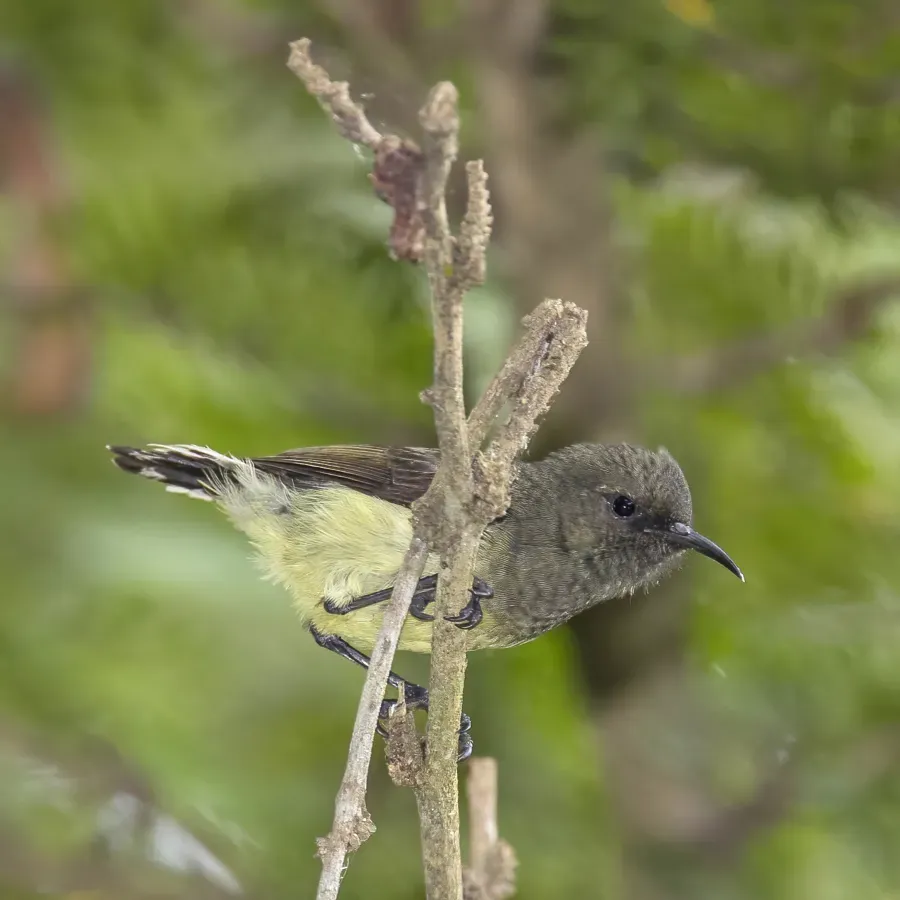 File:São Tomé sunbird (Anabathmis newtonii) female 2.jpg
