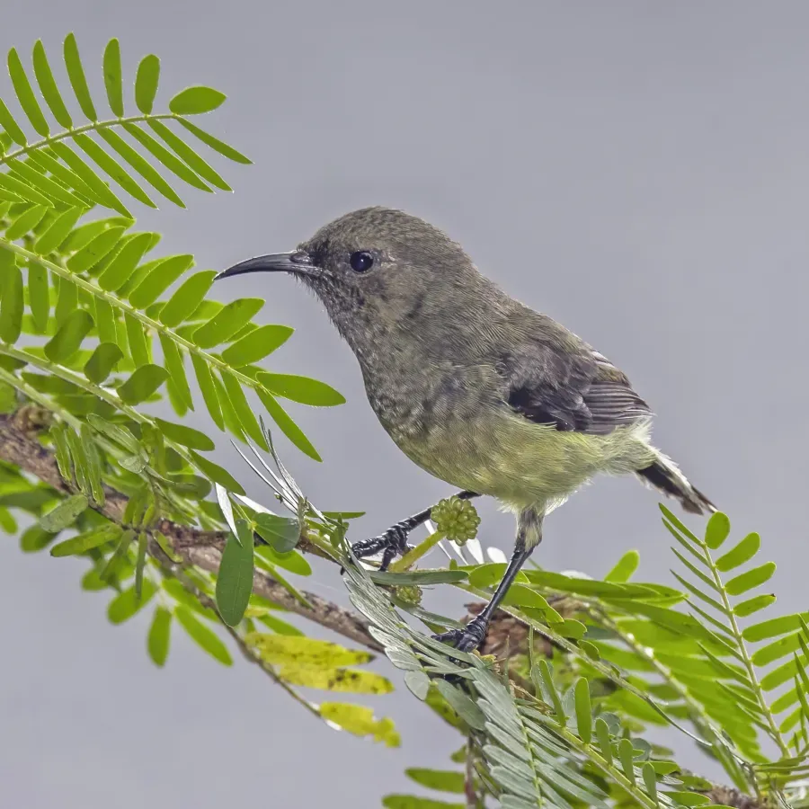 File:São Tomé sunbird (Anabathmis newtonii) female.jpg