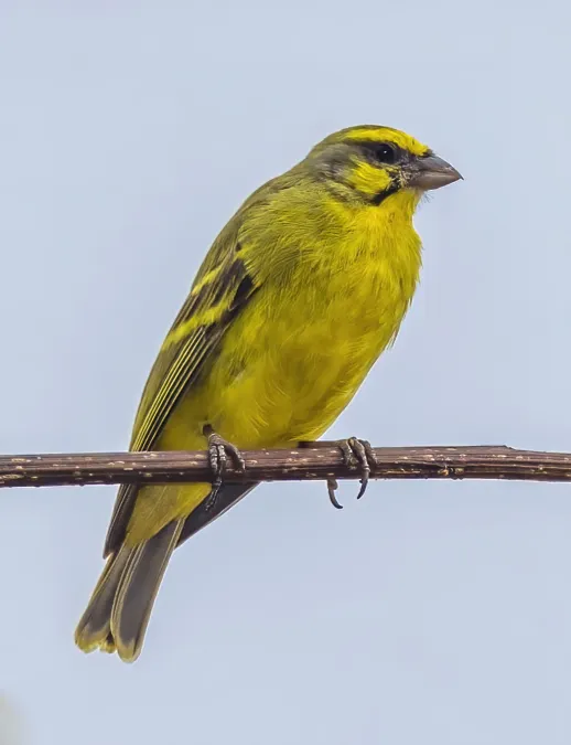 File:Yellow-fronted canary (Crithagra mozambica tando).jpg