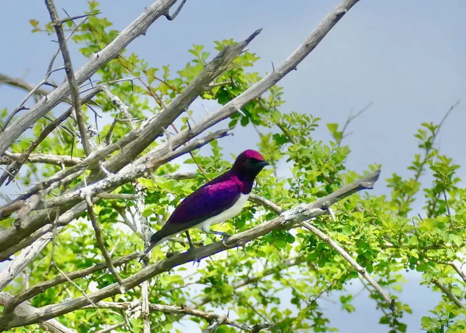 File:Violet-backed Starling (Cinnyricinclus leucogaster) male ... (51673427597).jpg