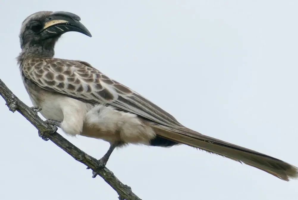 File:African Grey Hornbill (Lophoceros nasutus) male ... (51669319300).jpg