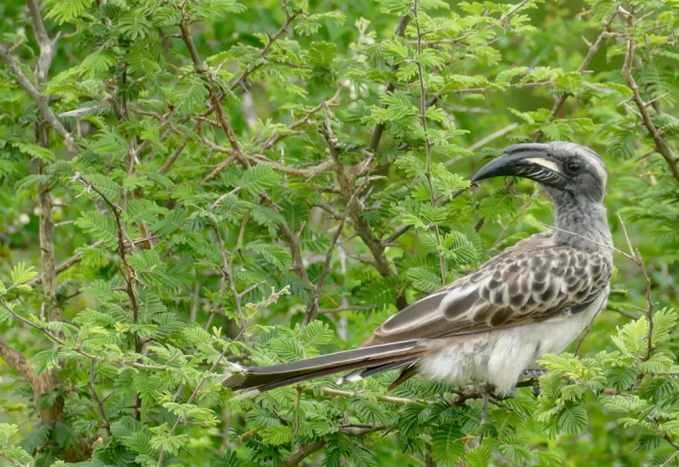 File:African Grey Hornbill (Lophoceros nasutus epirhinus) male ... (46748824682).jpg