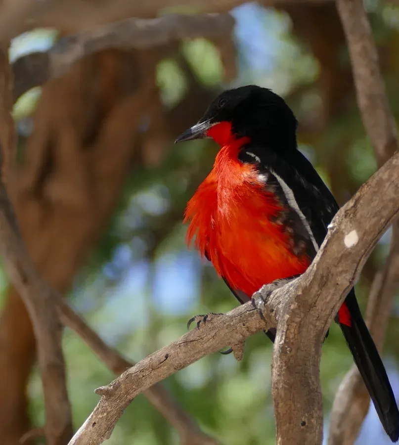 File:Crimson-breasted Shrike (Laniarius atrococcineus) (47101759401).jpg