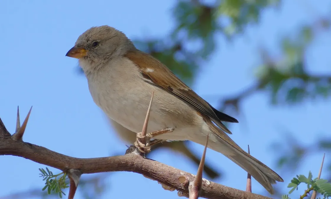 File:Southern Grey-headed Sparrow (Passer diffusus) (47100545641).jpg