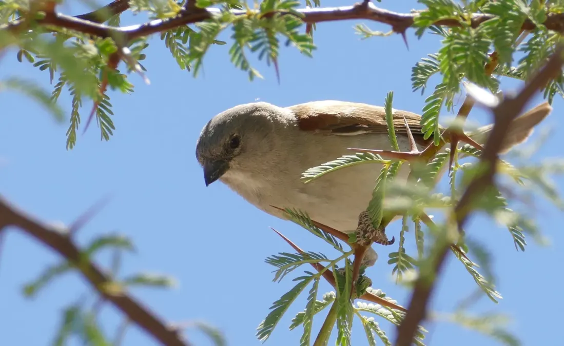 File:Southern Grey-headed Sparrow (Passer diffusus) (46370652804).jpg