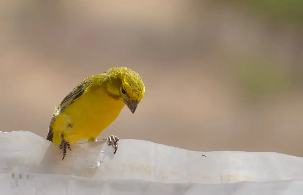 File:Yellow Canary (Crithagra flaviventris) male coming to drink ... (46370618704).jpg