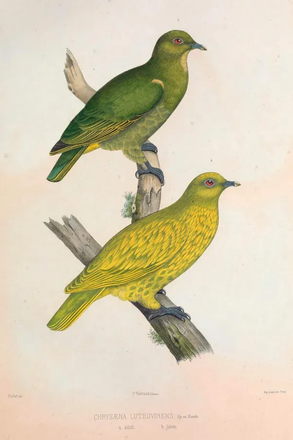 File:Ptilinopus luteovirens.jpg