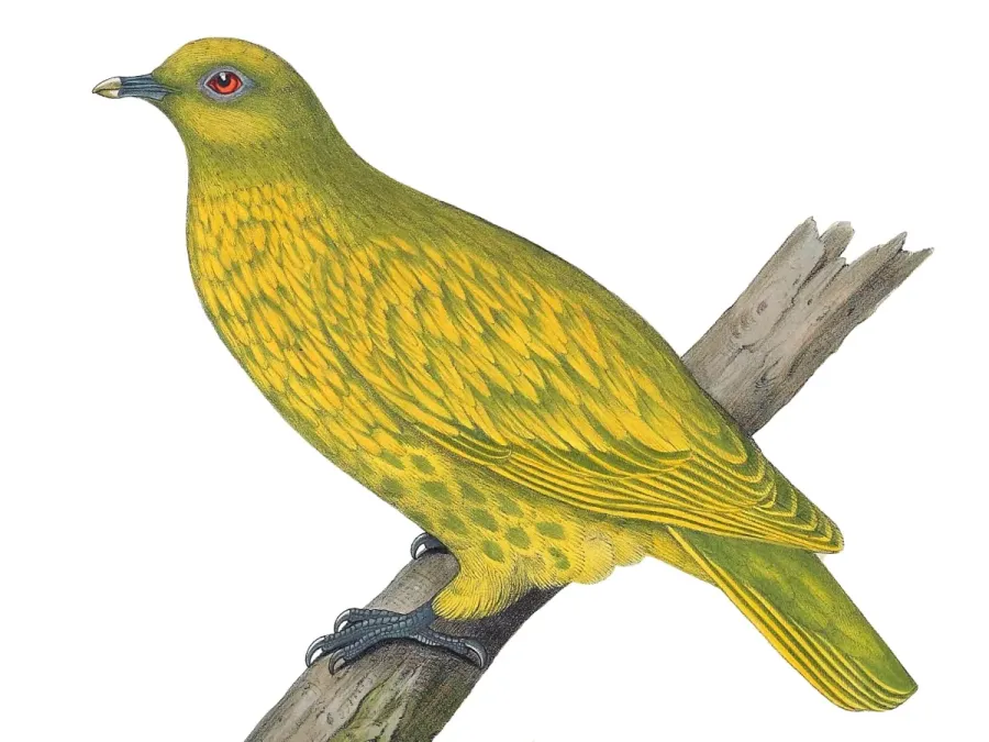 File:Ptilinopus luteovirens. Adult.jpg