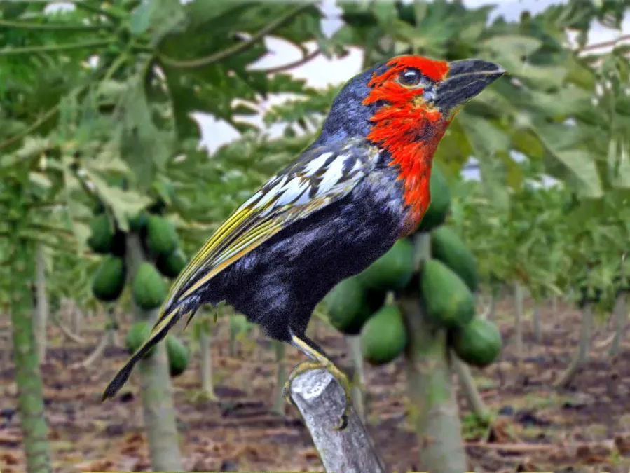 File:Lybiidae - Lybius guifsobalito (Black-billed barbet).JPG