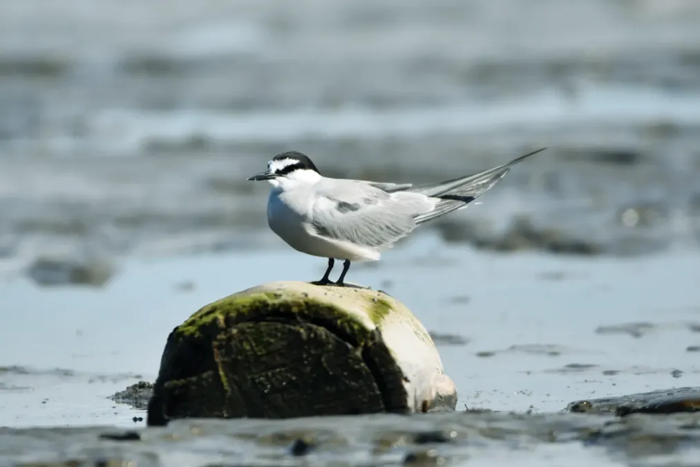 File:Onychoprion aleuticus, Kirovskiy, Kamchatka, Russia 03.jpg
