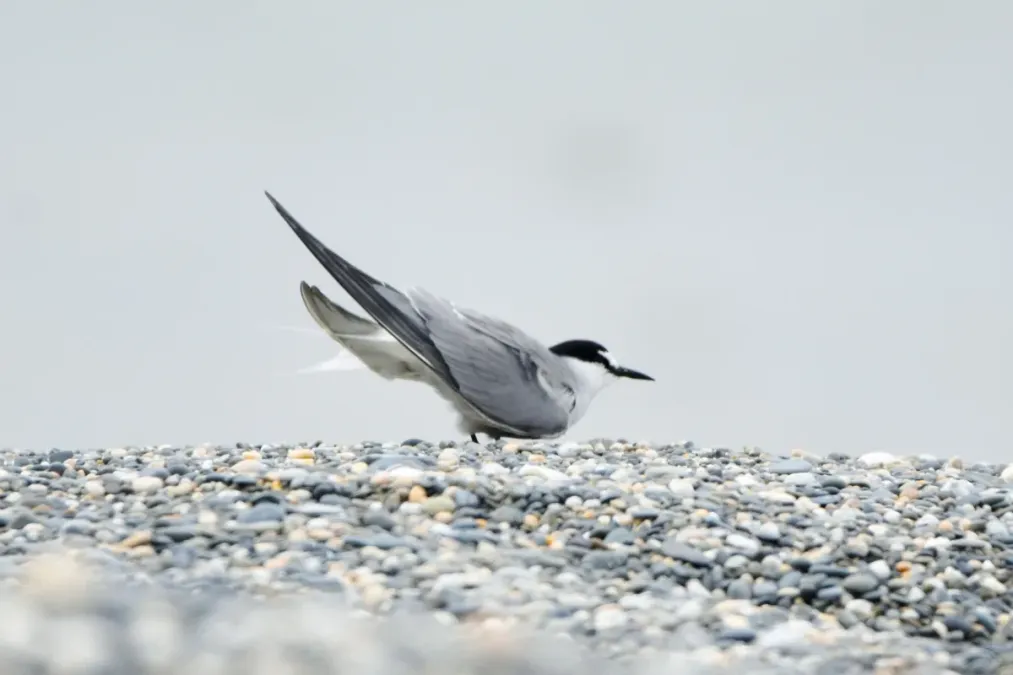 File:Onychoprion aleuticus, Kirovskiy, Kamchatka, Russia 07.jpg
