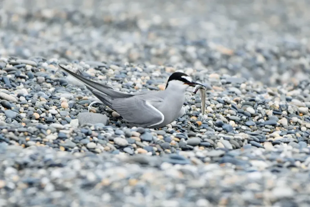 File:Onychoprion aleuticus, Kirovskiy, Kamchatka, Russia 09.jpg