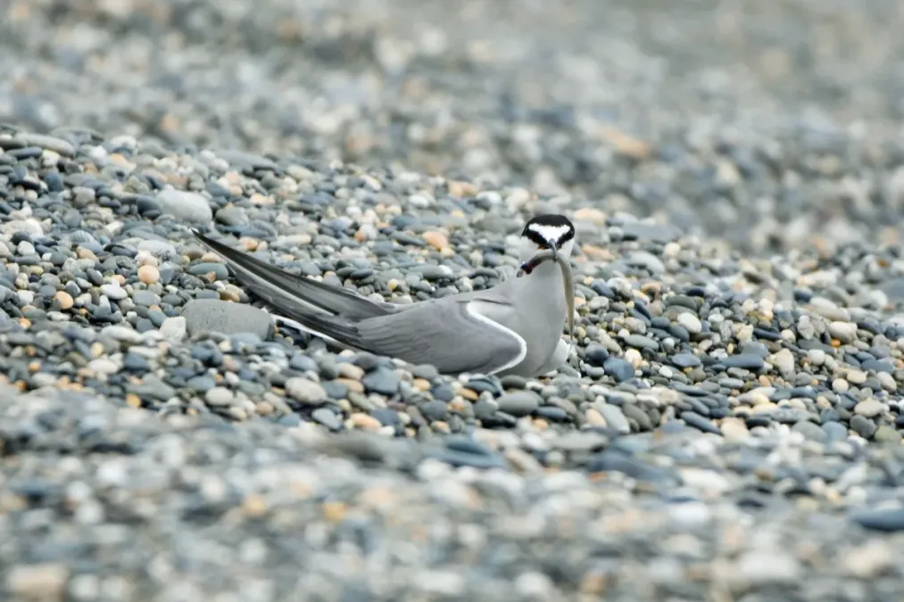 File:Onychoprion aleuticus, Kirovskiy, Kamchatka, Russia 10.jpg