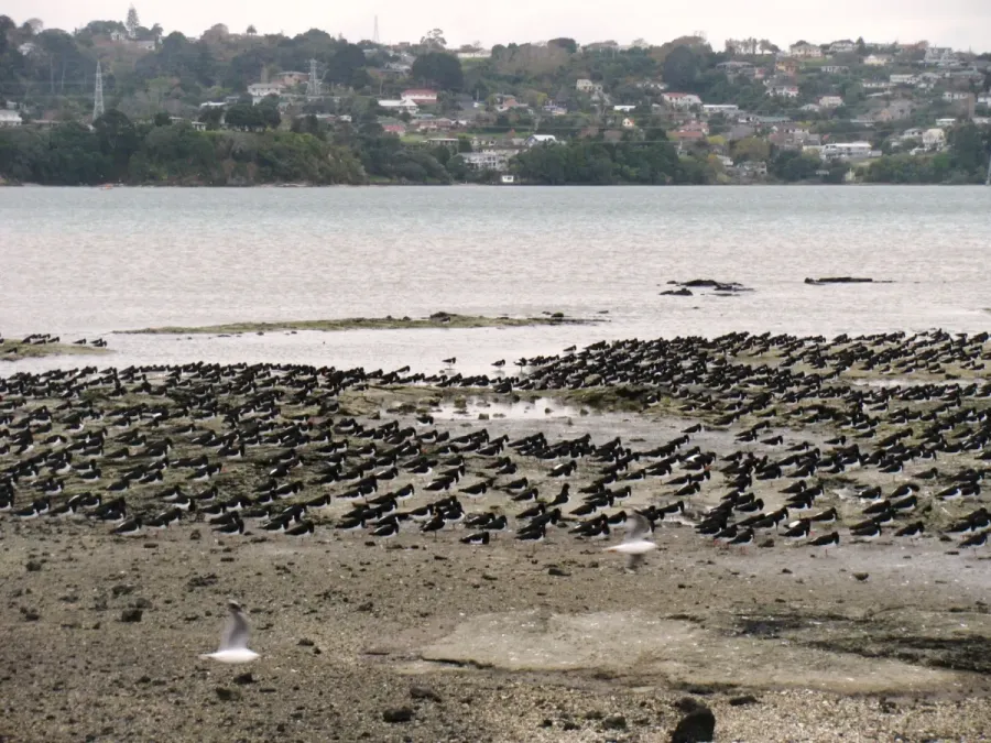 File:Haematopus finschi (South Island Oystercatchers) on the Manukau Harbour.jpg