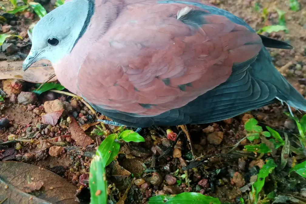 File:Red Collared Dove (Streptopelia tranquebarica)-side1.jpg