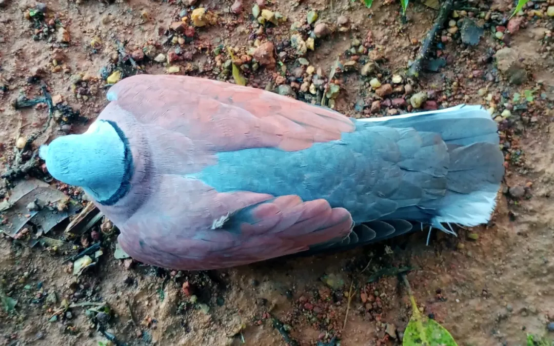 File:Red Collared Dove (Streptopelia tranquebarica)-top.jpg