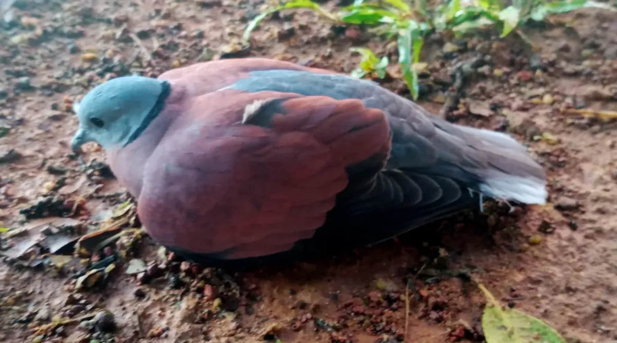 File:Red Collared Dove (Streptopelia tranquebarica)-side2.jpg