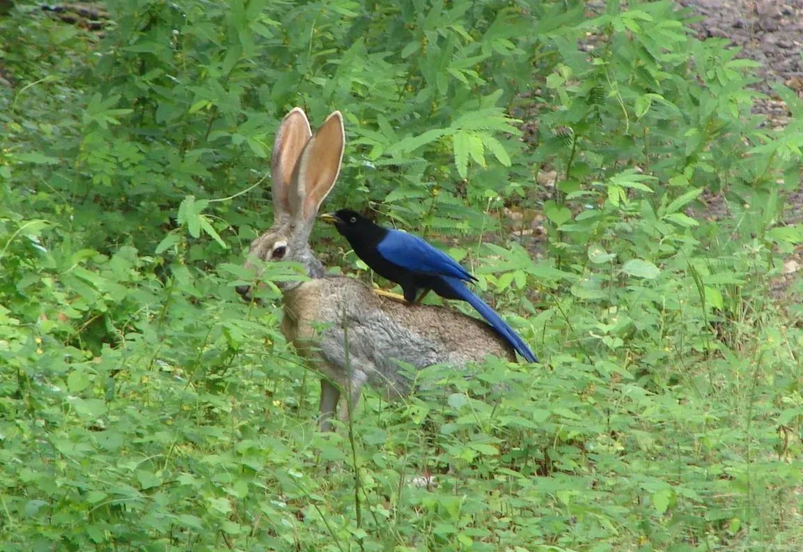 File:Cyanocorax beecheii on rabbit cut.jpg