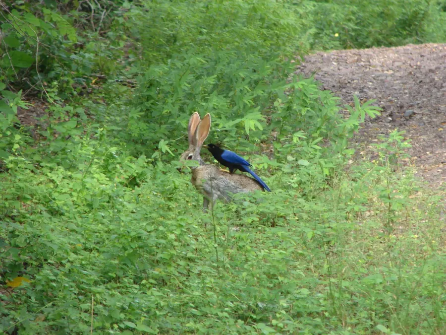 File:Cyanocorax beecheii on rabbit.jpg