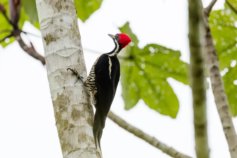 File:Lineated Woodpecker (Dryocopus lineatus).jpg
