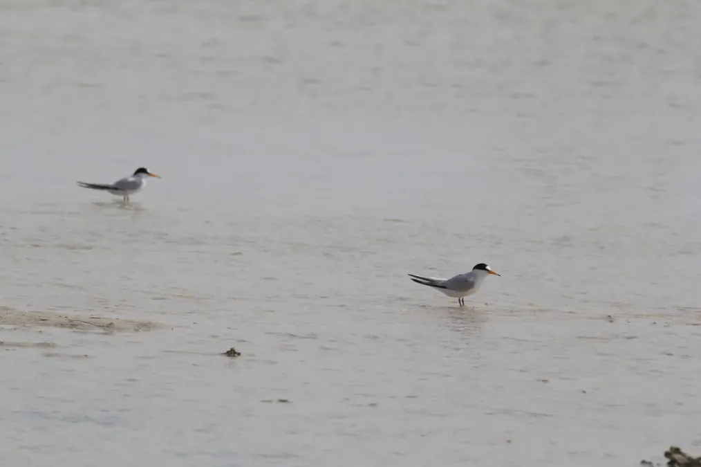 File:Saunders's Tern (Sternula saundersi), Jeddah, Saudi Arabia.jpg