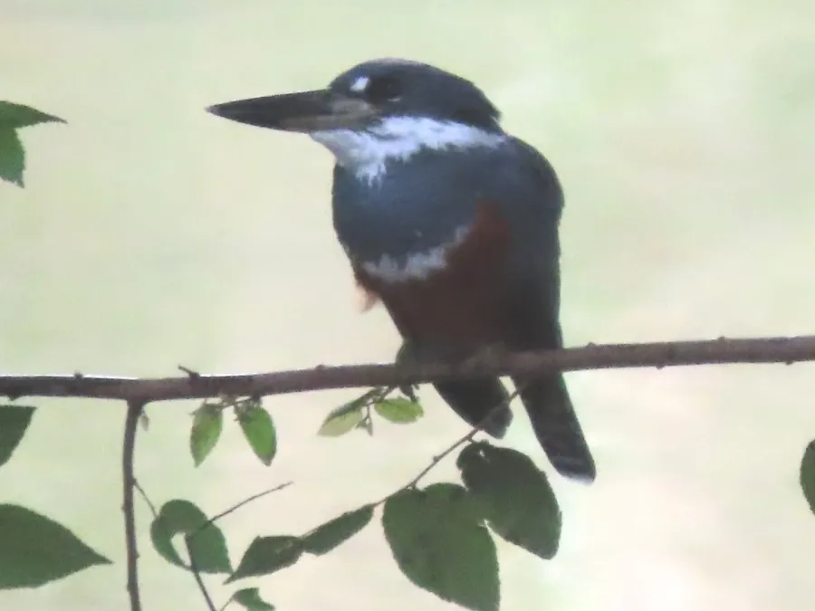 File:Megaceryle torquata 156692917.jpg