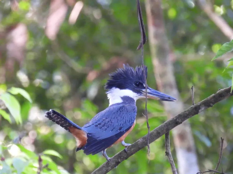 File:Megaceryle torquata 127812860.jpg