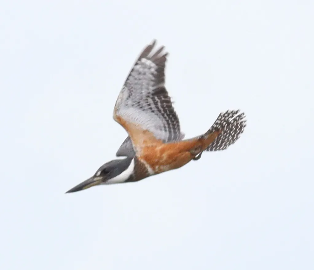 File:Megaceryle torquata 152961824.jpg