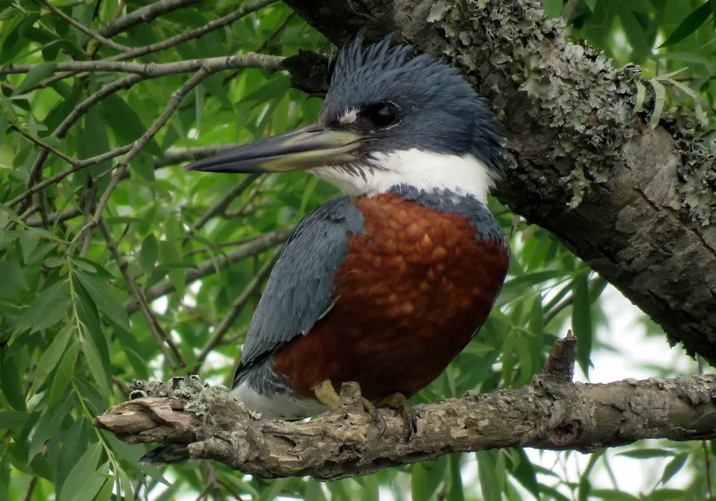 File:Megaceryle torquata 164114246.jpg