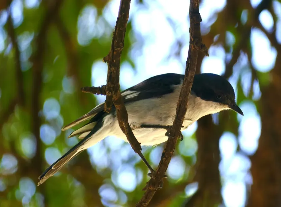 File:Southern Boubou (Laniarius ferrugineus) (51694469196).jpg