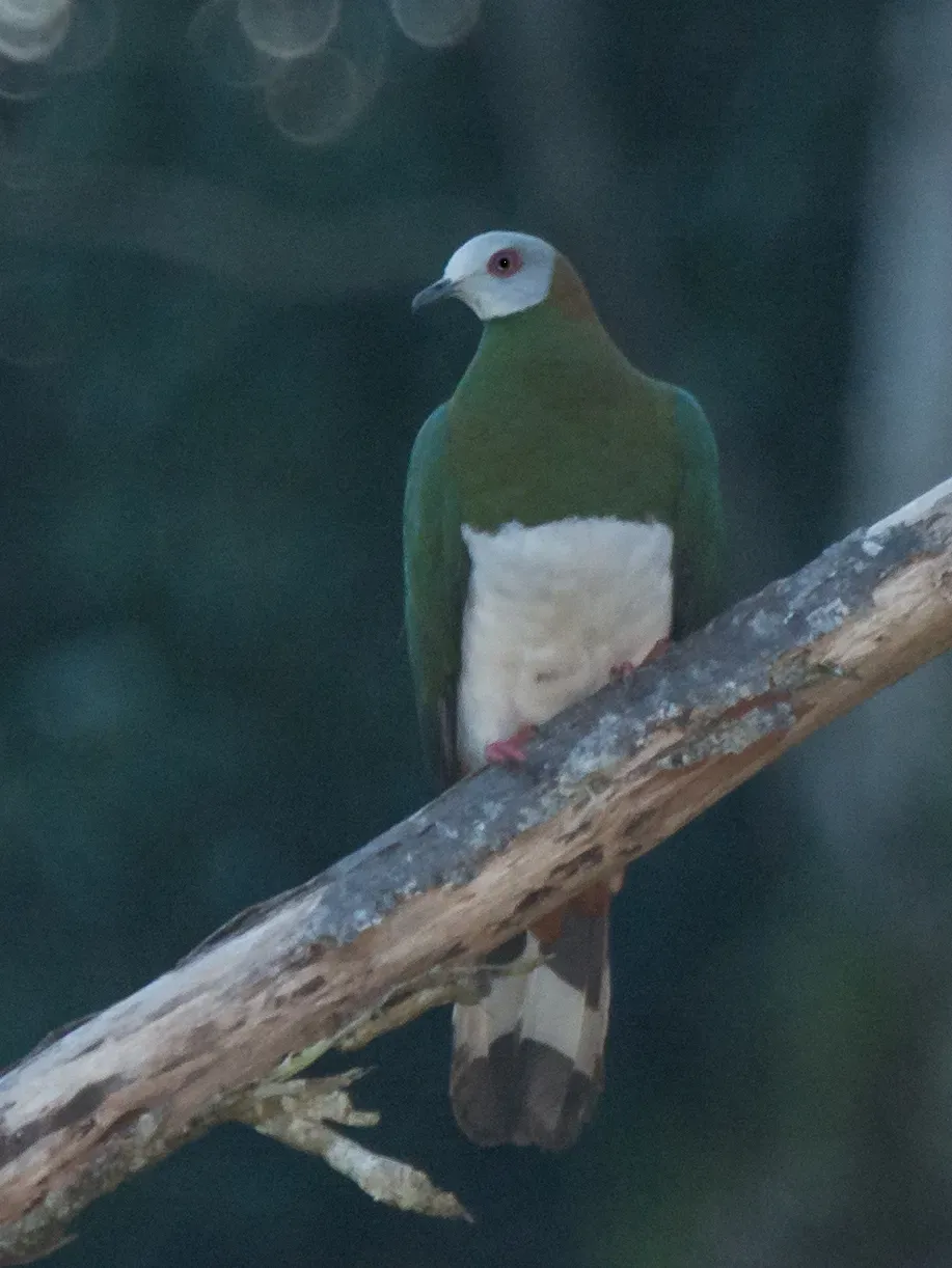 File:Ducula forsteni 64408616.jpg