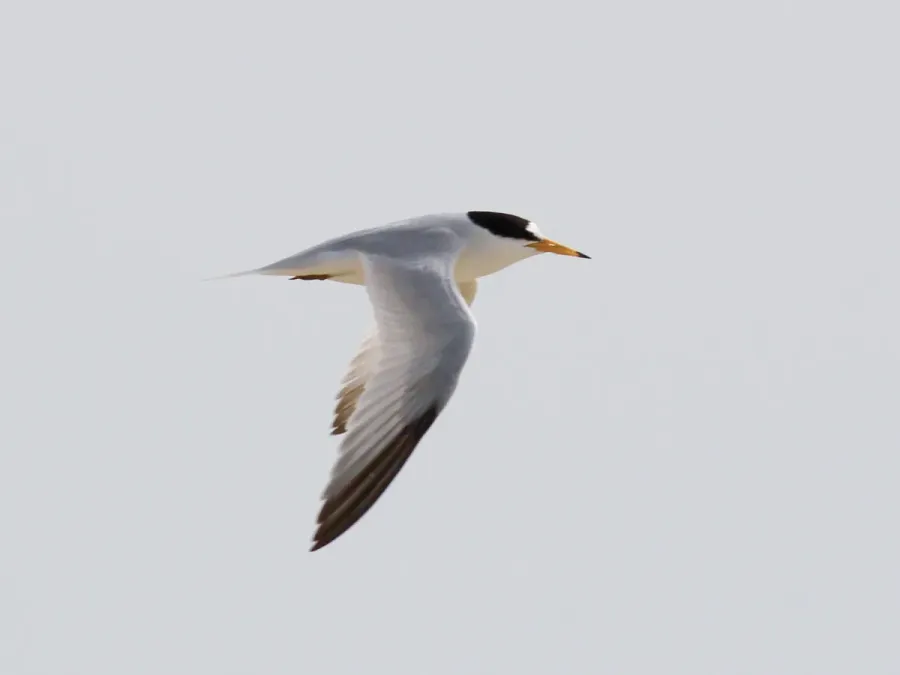 File:Saunders's Tern (Sternula saundersi) in flight, Jeddah, Saudi Arabia.jpg