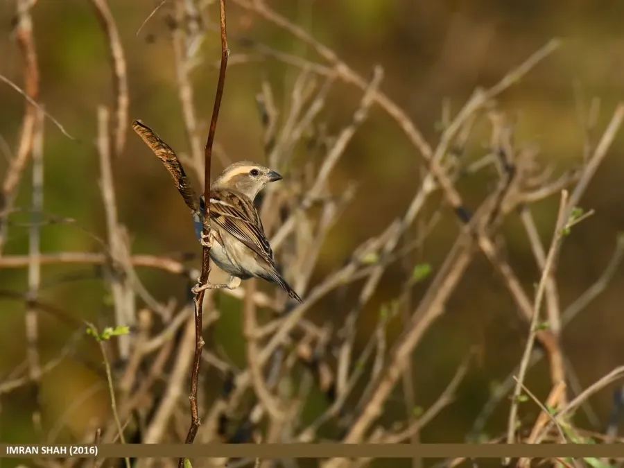 File:Sind Sparrow (Passer pyrrhonotus) (26187971716).jpg
