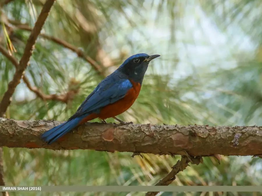 File:Chestnut-bellied Rock-thrush (Monticola rufiventris) (25406718794).jpg