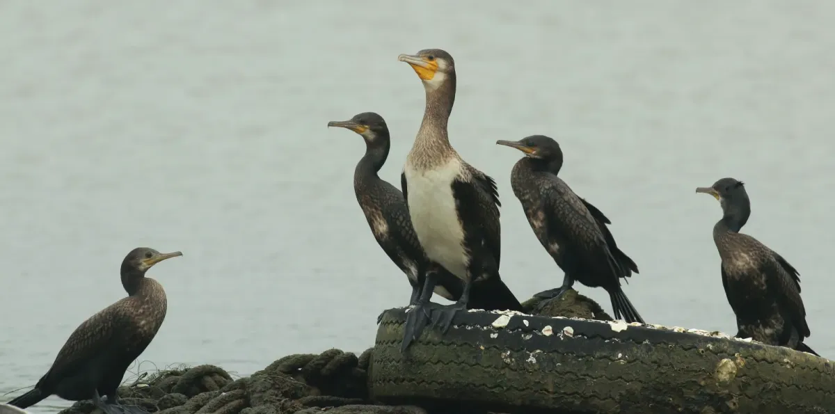 File:Great cormorant (Phalacrocorax carbo) and Indian cormorant (Phalacrocorax fuscicollis).jpg