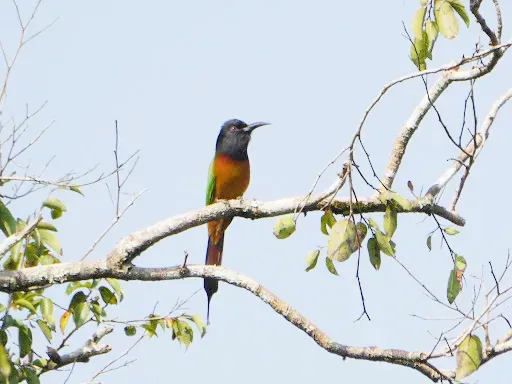 File:Black-headed Bee-eater Merops breweri, Bili, Bas-Uele, Democratic Republic Congo 2.jpg