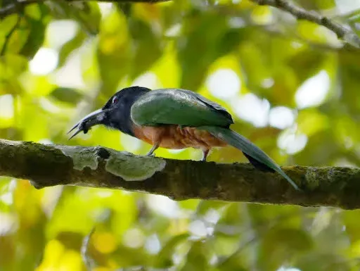 File:Black-headed Bee-eater Merops breweri, Bili, Bas-Uele, Democratic Republic Congo 5.jpg