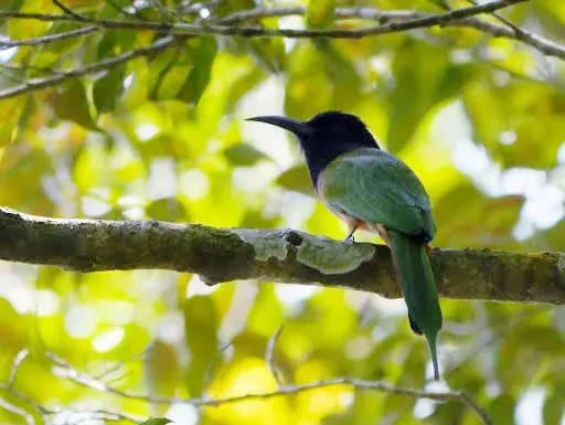 File:Black-headed Bee-eater Merops breweri, Bili, Bas-Uele, Democratic Republic Congo 6.jpg