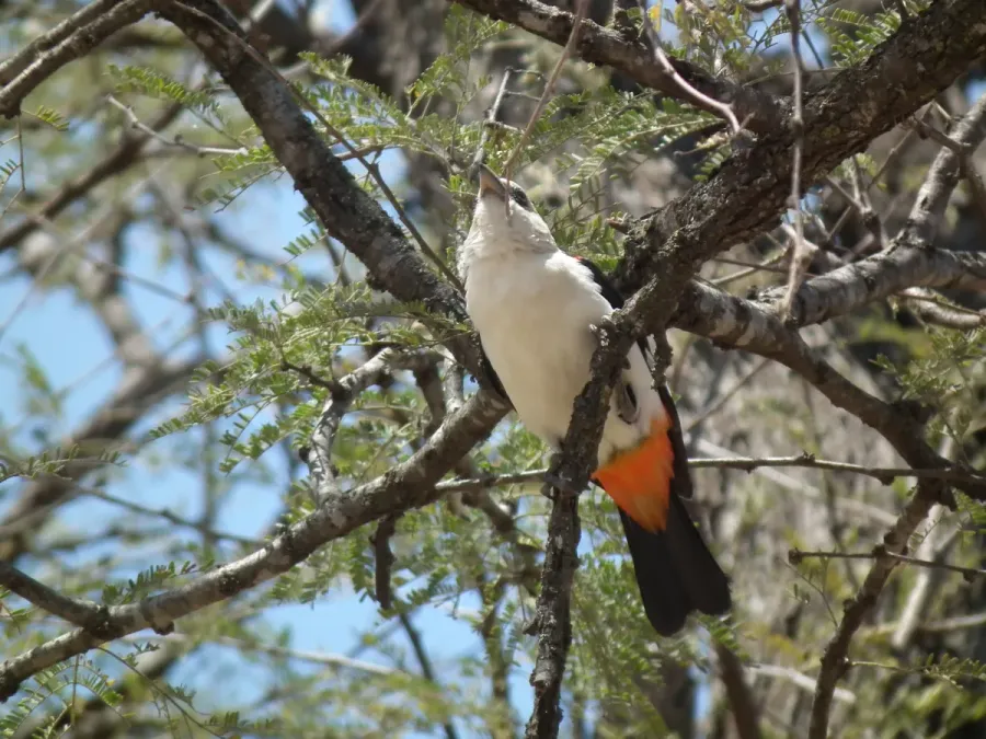 File:White headed buffalo weaver Dinemellia dinemelli in Tanzania 2906 Nevit.jpg