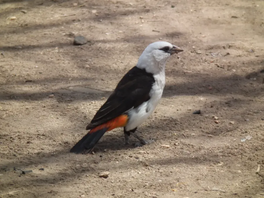 File:White headed buffalo weaver Dinemellia dinemelli in Tanzania 2993 Nevit.jpg