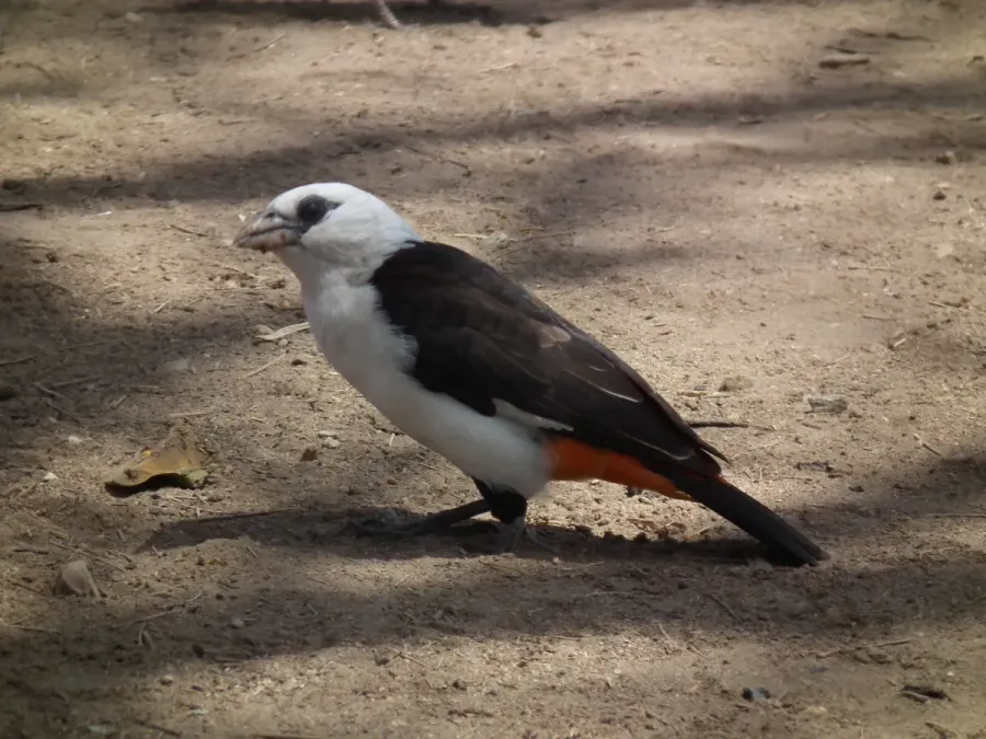 File:White headed buffalo weaver Dinemellia dinemelli in Tanzania 2994 Nevit.jpg