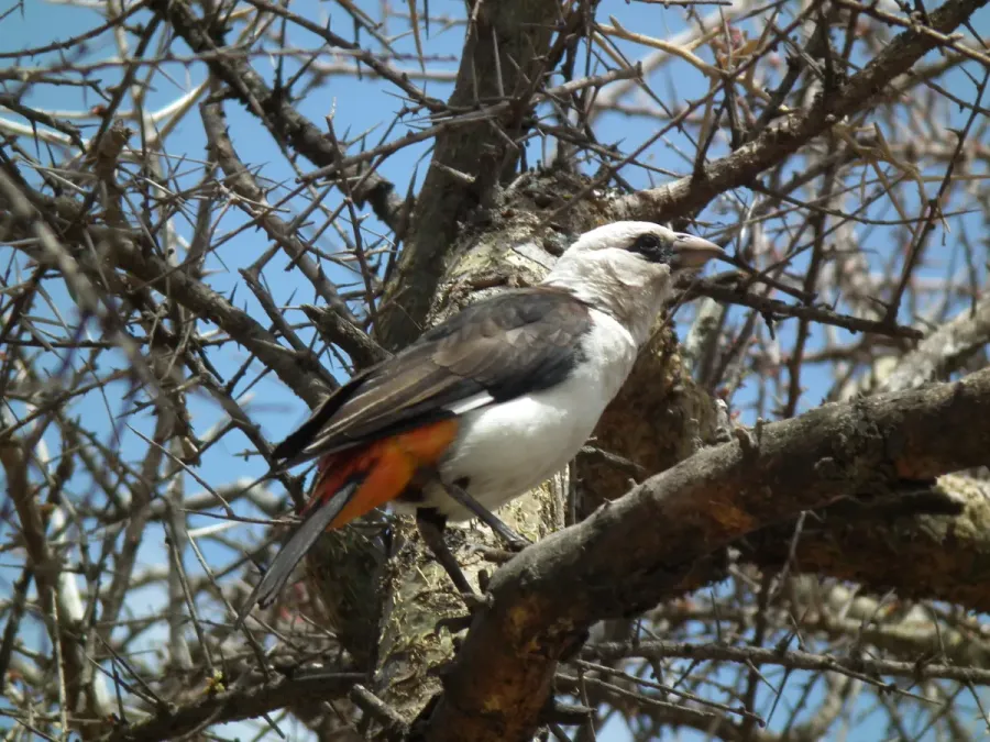 File:White headed buffalo weaver Dinemellia dinemelli in Tanzania 2997 Nevit.jpg