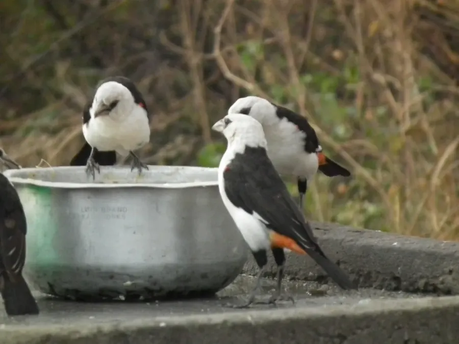 File:White headed buffalo weaver Dinemellia dinemelli in Tanzania 3380 Nevit.jpg