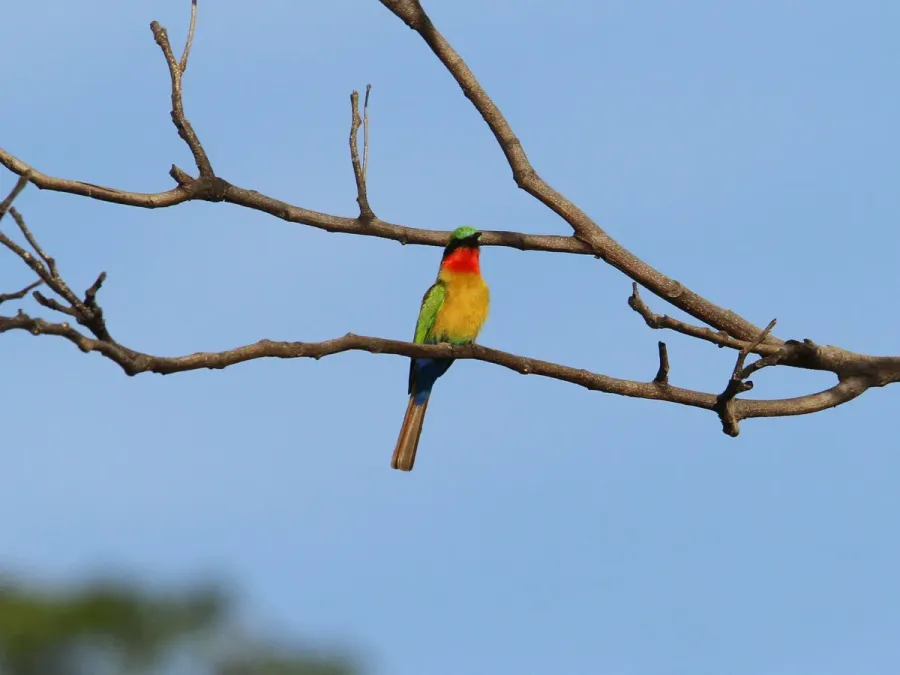 File:Merops bulocki, Janjanbureh, Gambia 7.jpg